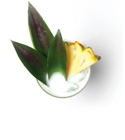 PINA COLADA